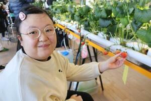 イチゴを収穫する桐原乃愛さん=18日午後、福岡市