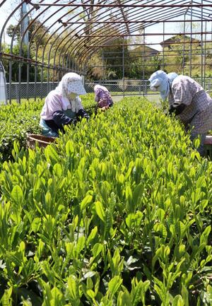 茶畑で丁寧に新芽を摘み取る茶摘み衆の女性たち=5月2日、村上市肴町