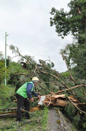 突風で倒れたとみられる樹木を調べる気象庁機動調査班＝１１日、魚沼市青島