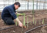 甘くて柔らか♡春アスパラガス　柏崎市と刈羽村で出荷始まる「素材の味楽しんで」