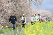 桜並木眺め散策、春色満喫♪新発田市と聖籠町の加治川沿いで「桜堤ウォーク」