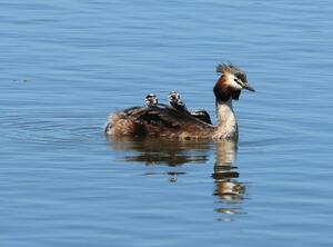 ひなを背中に乗せ、子育てをするカンムリカイツブリ＝５日、阿賀野市水原の瓢湖
