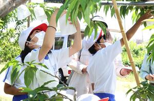 特産の砂丘桃に袋をかける作業に取り組む刈羽小の4年生=刈羽村刈羽