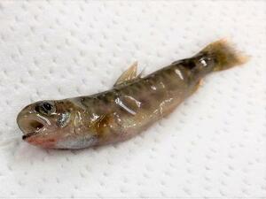 レッドマウス病が確認されたイワナの稚魚(滋賀県提供)