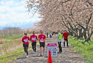 桜が立ち並ぶ加治川の堤防を走る参加者ら＝新発田市真野原
