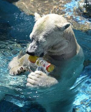 天王寺動物園で氷柱をプレゼントされたホッキョクグマの雌「ホウちゃん」=19日午前、大阪市天王寺区