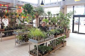 観葉植物を中心とした空間が広がるAOKIKAENの新店舗=南魚沼市塩沢