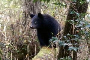 兵庫県内に出没したツキノワグマ=2017年(兵庫県森林動物研究センター提供)