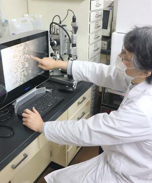 新潟県産のこうじ菌を使った日本酒造りに励む県醸造試験場=新潟市中央区