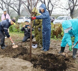 桜の苗木を植樹する「加治川を愛する会」の関係者ら=新発田市真野原の加治川治水記念公園