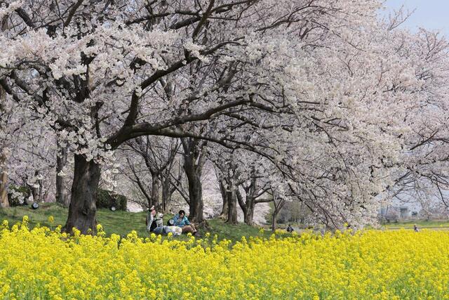 桜と菜の花のコントラストを楽しむ見物客＝１１日、新潟市西蒲区松野尾