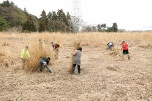 有志らが茅刈りを行った茅場=佐渡市椿(佐渡古文化保存協会提供)