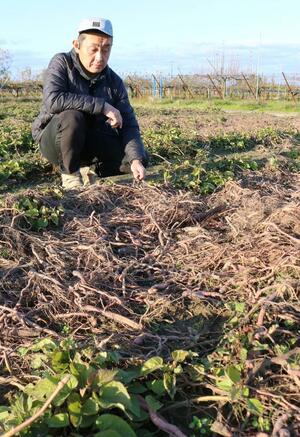 サツマイモの収穫を終えた畑を紹介する西村裕之社長。事務所から300メートルほど離れた所にある=11月、加茂市後須田
