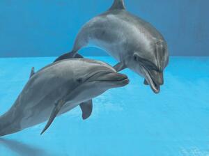出産を予定しているバンドウイルカのメイビス(右)と雄のアーチ(上越市立水族博物館うみがたり提供)