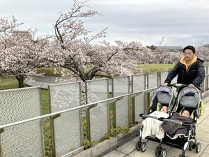 双子を２人乗りベビーカーに乗せて花見を楽しむ記者＝新潟市中央区の白山公園